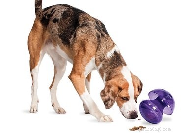 11 Brain‑Boosting Gifts to Keep Your Dog Smart and Happy