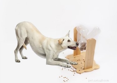 11 Brain‑Boosting Gifts to Keep Your Dog Smart and Happy