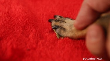 Create a Festive DIY Christmas Stocking for Your Dog