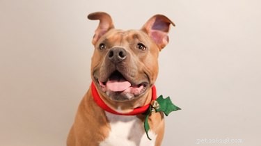 DIY Christmas Dog Collar: Step‑by‑Step Guide to a Festive Look