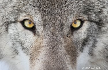 How Dogs’ Puppy Eyes Evolved: A Scientific Insight