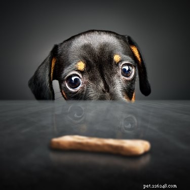 How Dogs’ Puppy Eyes Evolved: A Scientific Insight
