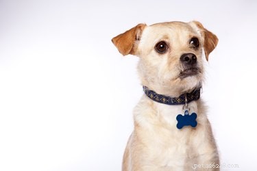 The Essential Guide to Dog Tags: Why Every Pet Owner Should Equip Their Dog