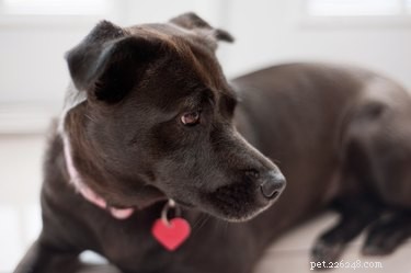 The Essential Guide to Dog Tags: Why Every Pet Owner Should Equip Their Dog