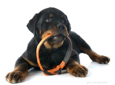 The Essential Guide to Dog Tags: Why Every Pet Owner Should Equip Their Dog