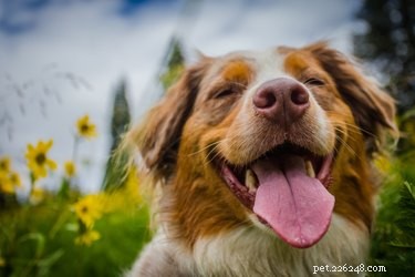 New Study Reveals Dogs Elicit Greater Empathy Than Humans, Confirming Long‑Held Belief