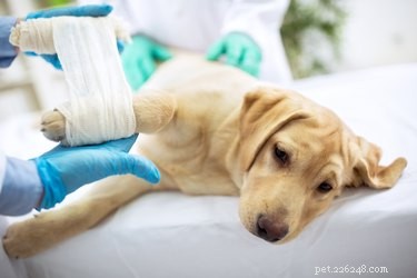 New Study Reveals Dogs Elicit Greater Empathy Than Humans, Confirming Long‑Held Belief