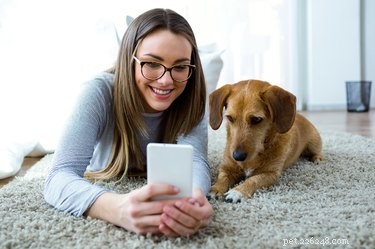 Google Introduces Pet Facial Recognition: A New Era in Photo Organization