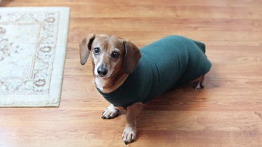 Transform an Old Sweatshirt into a No‑Sew Dog Sweatshirt in 20 Minutes