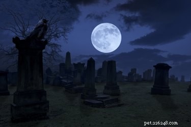 Can You Walk Your Dog in a Cemetery? Guidelines & Considerations