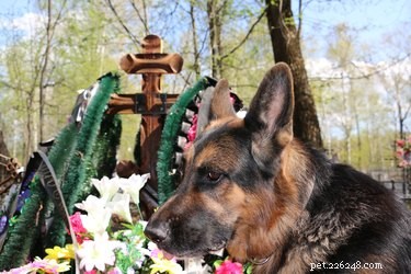 Can You Walk Your Dog in a Cemetery? Guidelines & Considerations