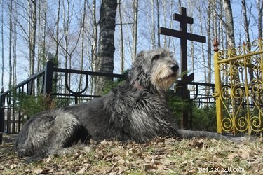 Can You Walk Your Dog in a Cemetery? Guidelines & Considerations