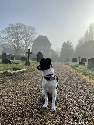 Can You Walk Your Dog in a Cemetery? Guidelines & Considerations