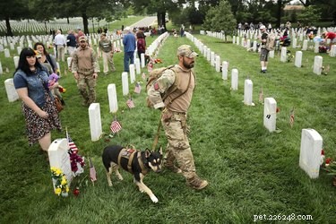 Can You Walk Your Dog in a Cemetery? Guidelines & Considerations