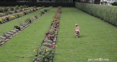 Can You Walk Your Dog in a Cemetery? Guidelines & Considerations