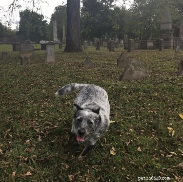 Can You Walk Your Dog in a Cemetery? Guidelines & Considerations
