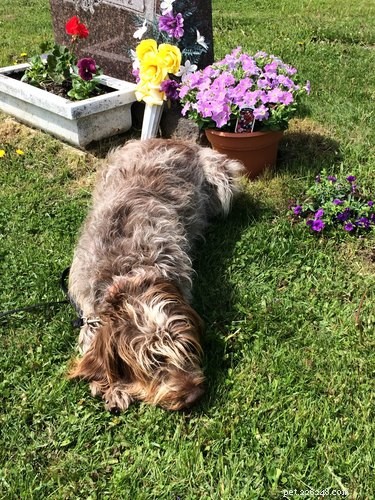 Can You Walk Your Dog in a Cemetery? Guidelines & Considerations