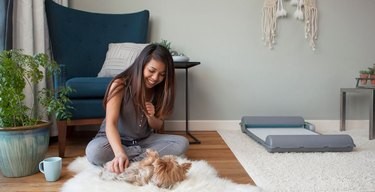 Meet the BrilliantPad: The Self‑Cleaning Indoor Potty Pad That Simplifies Dog Care