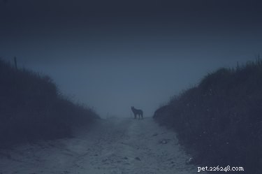 Do Dogs Really Detect Ghosts? Uncovering the Truth