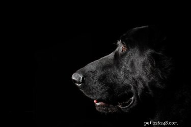 Do Dogs Really Detect Ghosts? Uncovering the Truth