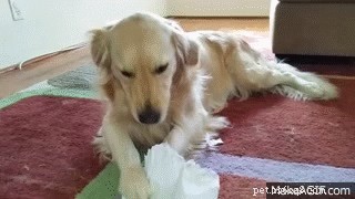 Do Dogs Actually Eat Homework? Separating Myth from Reality
