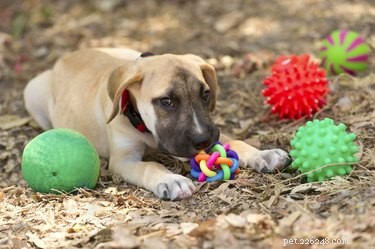 Choosing the Right Dog Toys: A Guide for Pet Owners