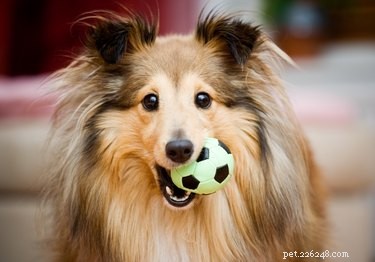 Choosing the Right Dog Toys: A Guide for Pet Owners