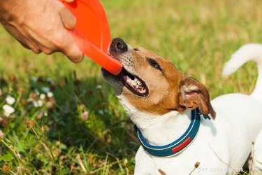 Choosing the Right Dog Toys: A Guide for Pet Owners