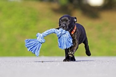 Choosing the Right Dog Toys: A Guide for Pet Owners