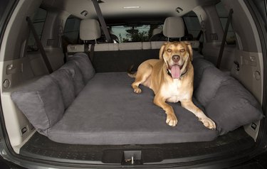 Essential Guide to Buying Dog Supplies: Find the Best Gear for Your Furry Friend