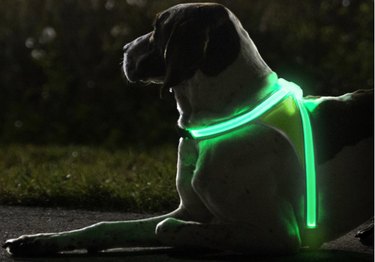 Essential Guide to Buying Dog Supplies: Find the Best Gear for Your Furry Friend