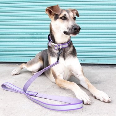 Essential Guide to Buying Dog Supplies: Find the Best Gear for Your Furry Friend