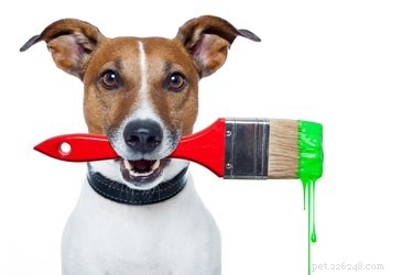 Save Big on Dog Care with These DIY Projects