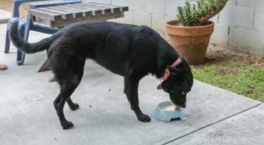 Make a Healthy Pumpkin Spice Latte for Your Dog: Easy Recipe & Digestive Benefits