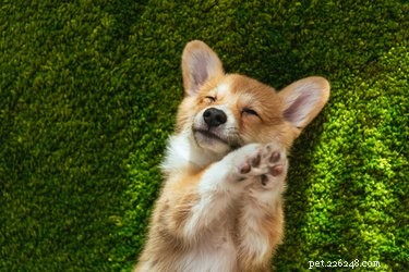 Comprehensive Guide to Puppy-Proof Your Home for Safety and Peace of Mind