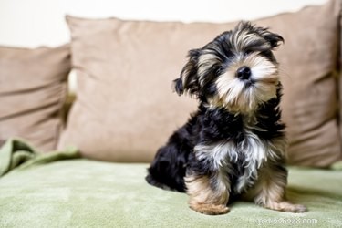 Comprehensive Guide to Puppy-Proof Your Home for Safety and Peace of Mind