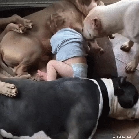 New Study Reveals How Dogs in Your Bedroom May Enhance Human Sleep Quality