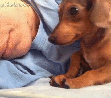 New Study Reveals How Dogs in Your Bedroom May Enhance Human Sleep Quality