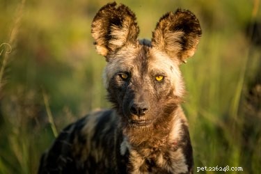 African Wild Dogs Use Sneezing to Decide Group Hunting: New Study