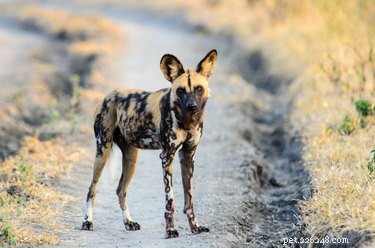 African Wild Dogs Use Sneezing to Decide Group Hunting: New Study
