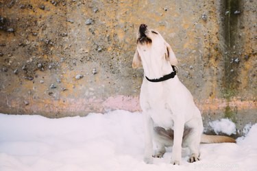 Do Dogs Exhibit Racial Bias? Separating Myth from Reality