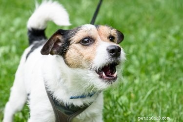 Do Dogs Exhibit Racial Bias? Separating Myth from Reality