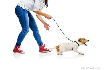Do Dogs Exhibit Racial Bias? Separating Myth from Reality