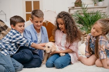 Do Dogs Exhibit Racial Bias? Separating Myth from Reality