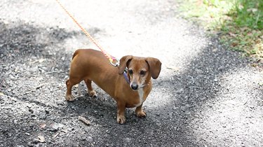 DIY Macramé Dog Leash: Build a Custom, Durable, and Stylish Leash