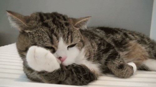 Signs Your Pet Truly Loves You – A Guide for Pet Owners