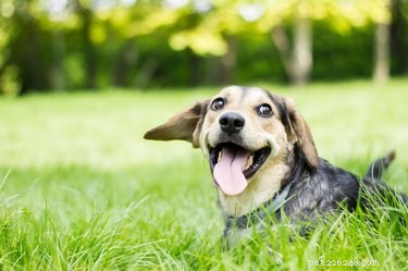 Signs Your Pet Truly Loves You – A Guide for Pet Owners