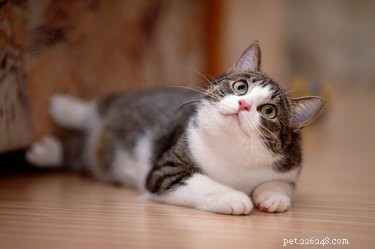 Signs Your Pet Truly Loves You – A Guide for Pet Owners