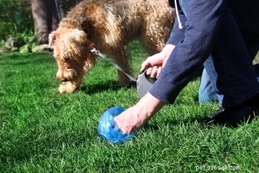 Why Some Dog Owners Leave Their Poop Behind: A Los Angeles Concern