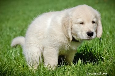 Why Some Dog Owners Leave Their Poop Behind: A Los Angeles Concern